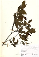 藏品(紅淡)的圖片